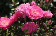 Bodendeckerrose 'Satina' ®