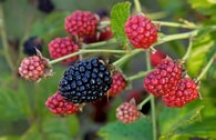 Brombeere BrazelBerry ® 'Baby Cakes' ®