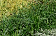 Grünblättrige Segge 'Irish Green'
