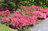 Japanische Azalee 'Rokoko'