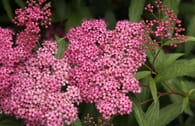 Sommerspiere 'Froebelii'