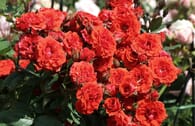 Zwergrose 'Orange Babyflor' ®