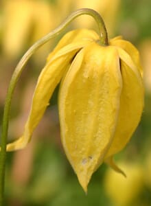 Clematis 'Lambton Park'