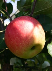 Sommerapfel 'James Grieve'