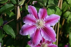 Clematis 'Dr. Ruppel'