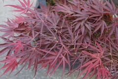 Fächer-Ahorn 'Red Pygmy'