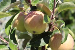 Herbstapfel 'Resi'