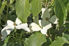 Japanischer Blumen-Hartriegel 'Galilean'