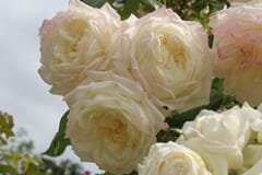 Kletterrose 'Alaska' ®
