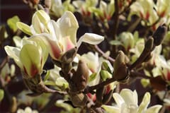 Magnolie 'Sunsation'