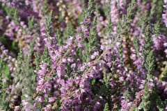 Sommerheide 'Silver Knight'