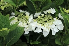 Tellerhortensie 'Frisbee' ® White