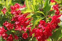 Weigelie 'Lucifer' ®