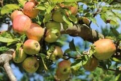 Winterapfel 'Rekarda'
