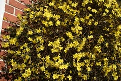Winterjasmin
