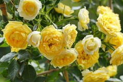Zwerg-Kletterrose 'Elida' ® / 'Starlet' ®