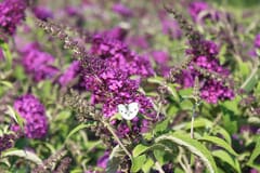 Zwerg-Sommerflieder / Schmetterlingsstrauch 'Buzz ® Pink Purple'