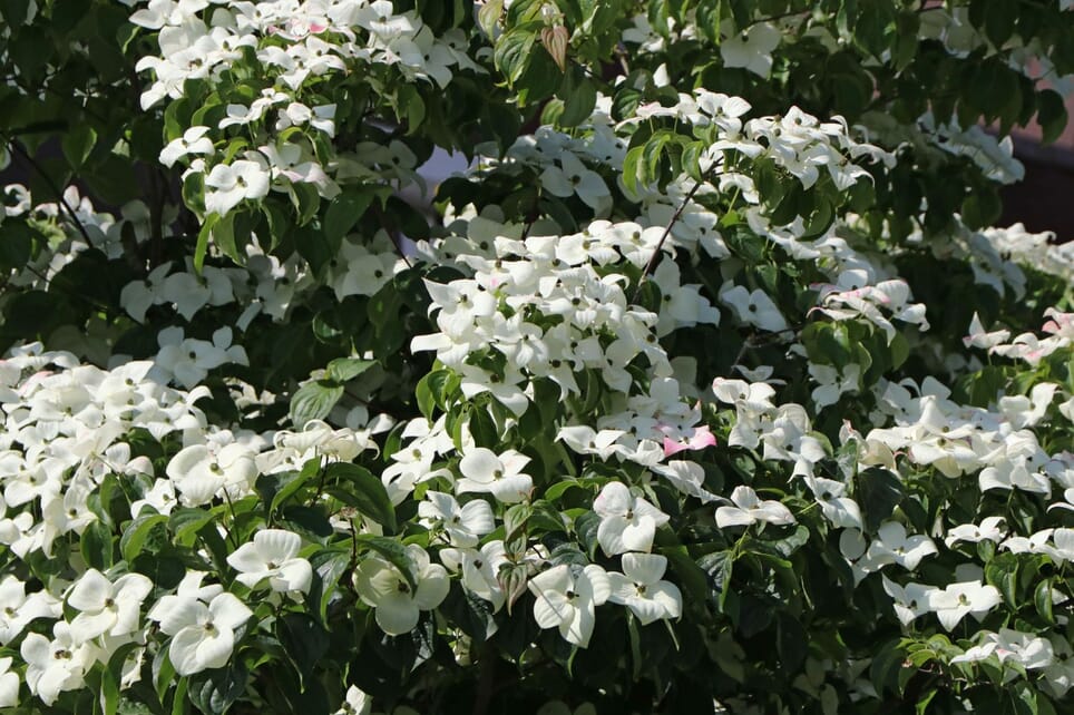 Chinesischer BlumenHartriegel 'Schmetterling' Cornus kousa var