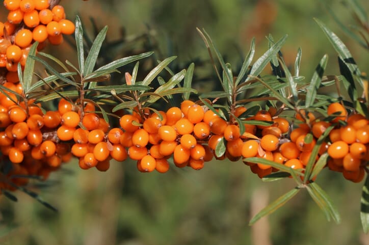 Sanddorn weiblich 'Askola' (S) Hippophae rhamnoides 'Askola' (S