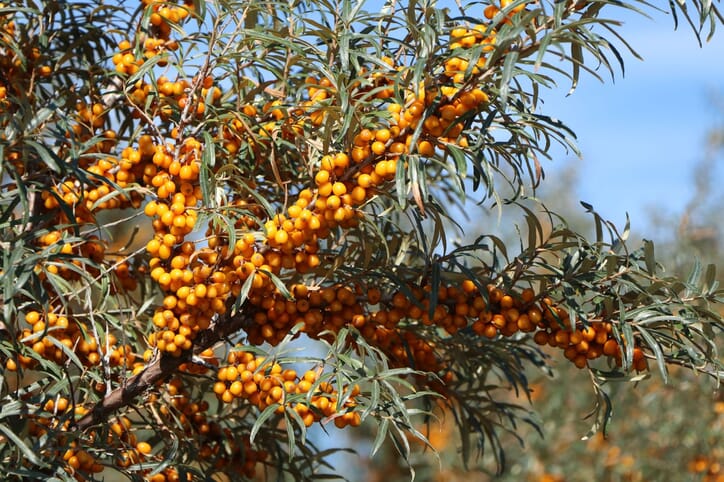 Sanddorn weiblich 'Frugana' Hippophae rhamnoides 'Frugana