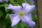 Clematis 'Emilia Plater'
