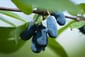 Honigbeere / Sibirische Blaubeere 'Kalinka' ®